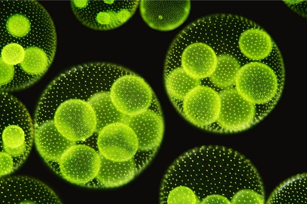 Micro Algae